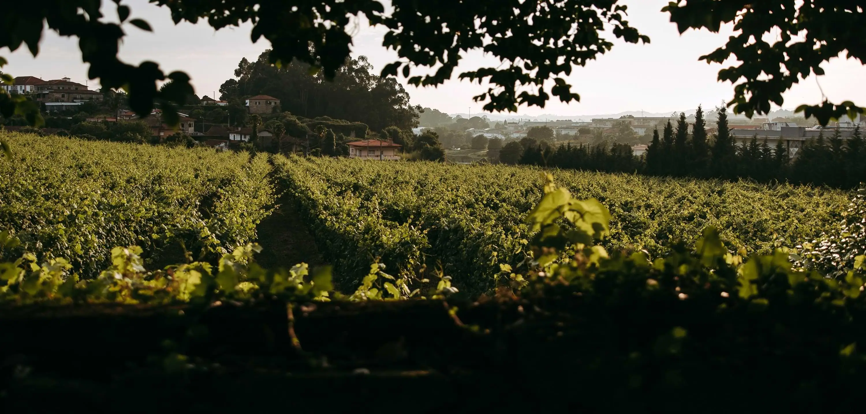 The vineyards of Mosteiro de Landim