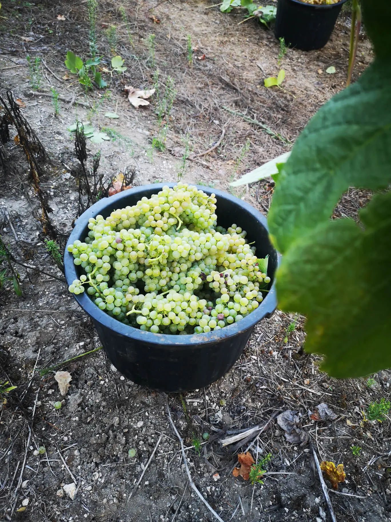 Trajadura grape variety