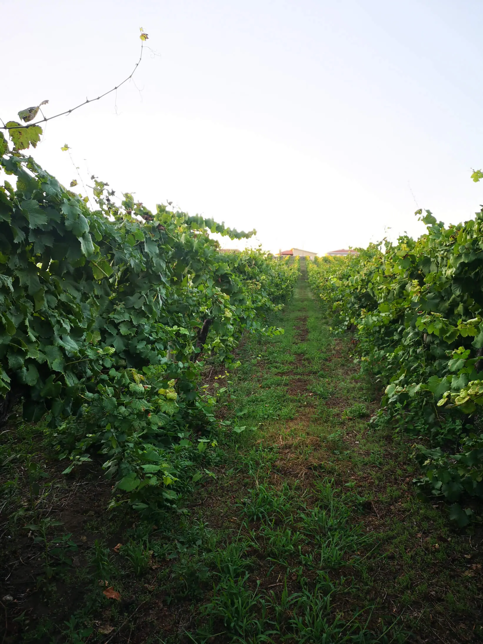 Pedernã grape variety