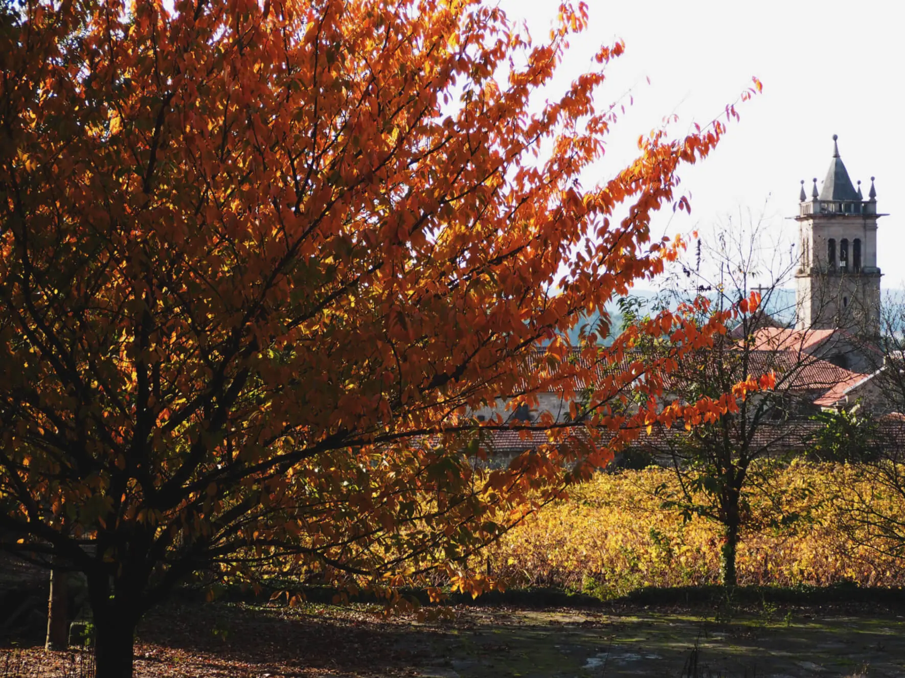 Historic gardens of Mosteiro de Landim — 3