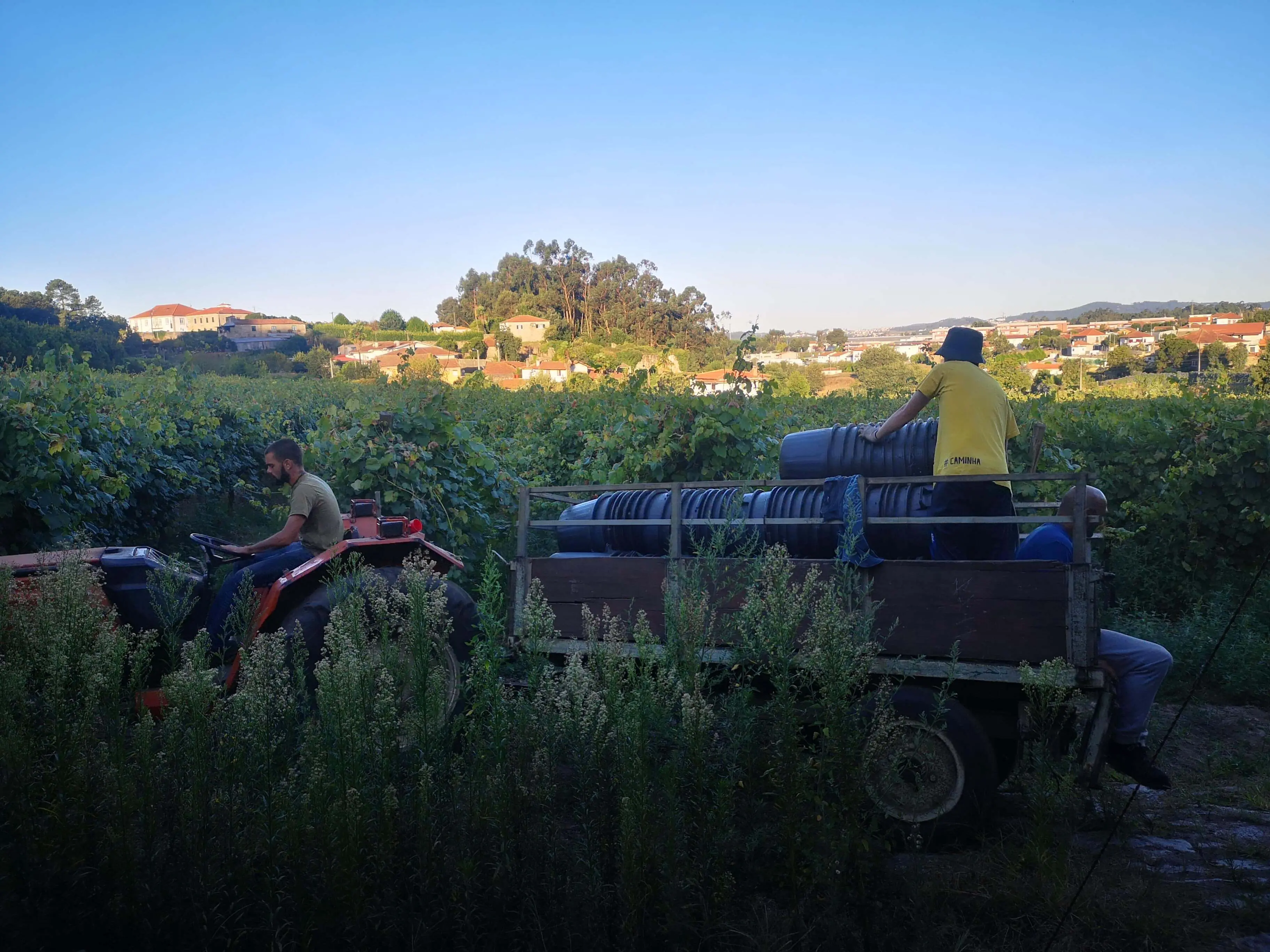 Grape harvest at Mosteiro de Landim