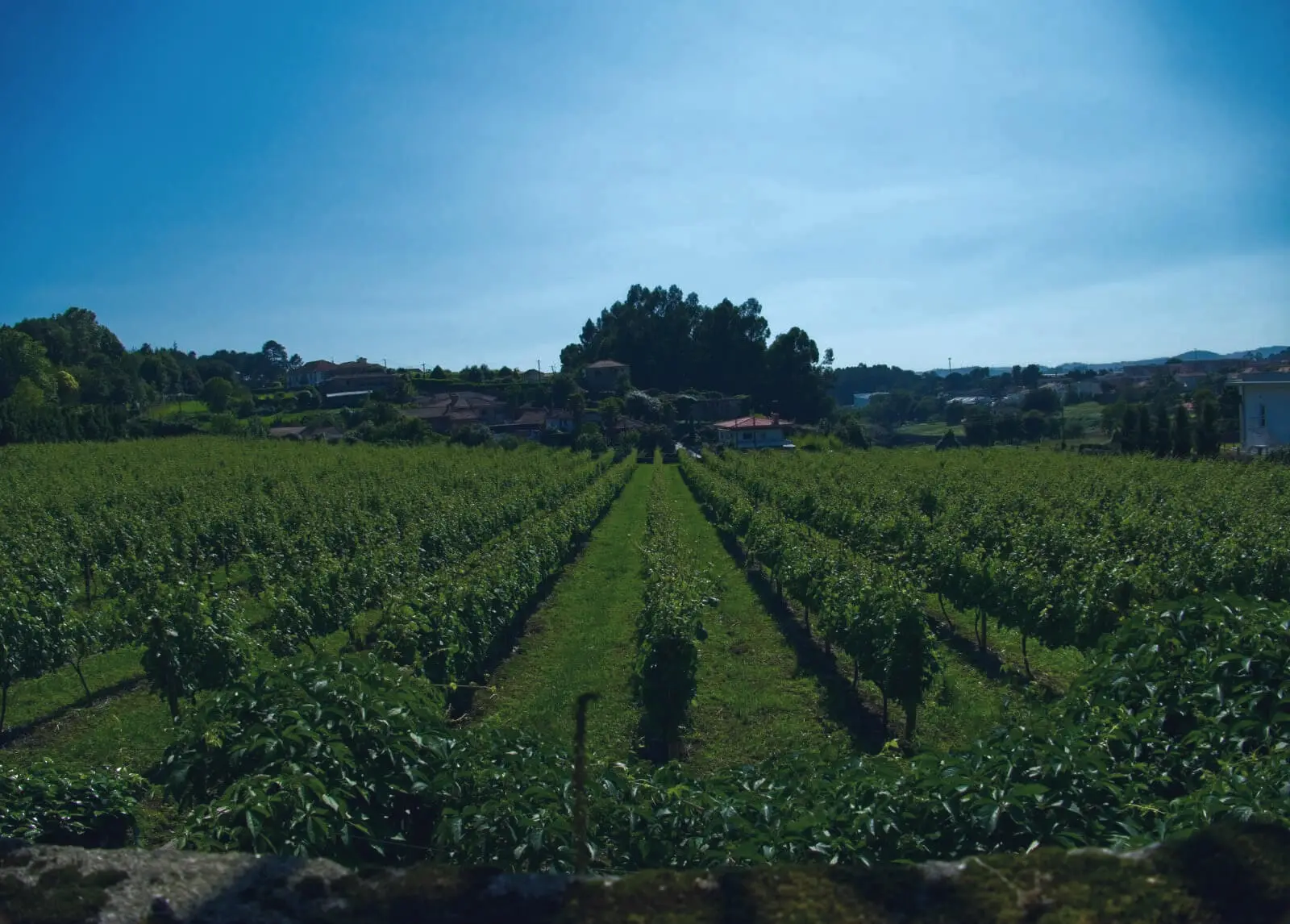 The Monastery's vineyards